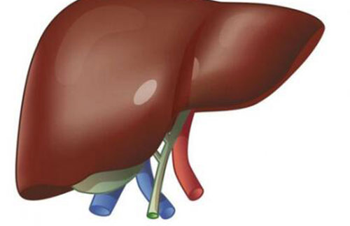 ת��ø���Ǹ����� ת��ø�ߵ�Σ��